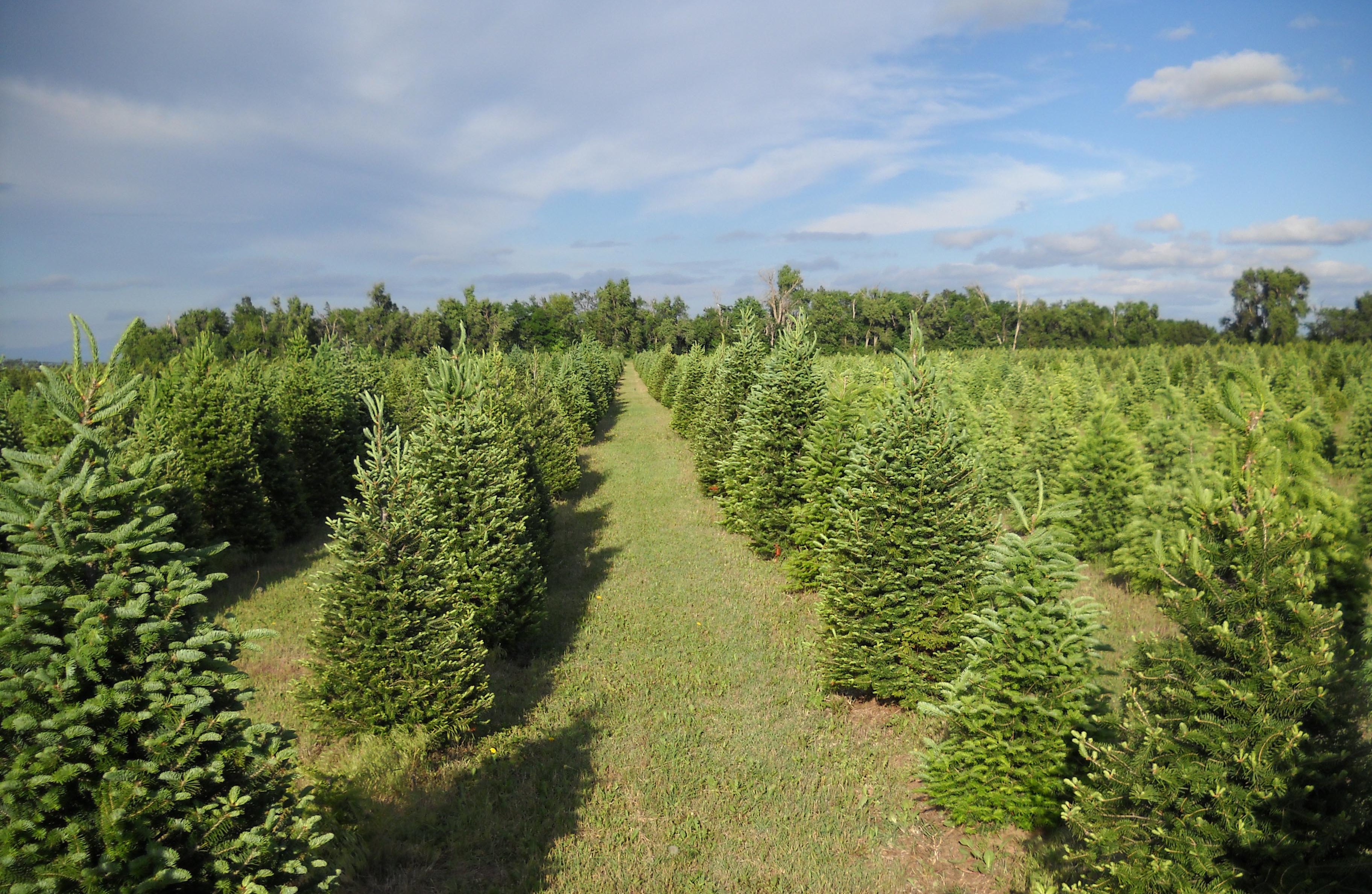 The Delp Christmas Tree Farm Is A Family Affair Kansas Living Magazine