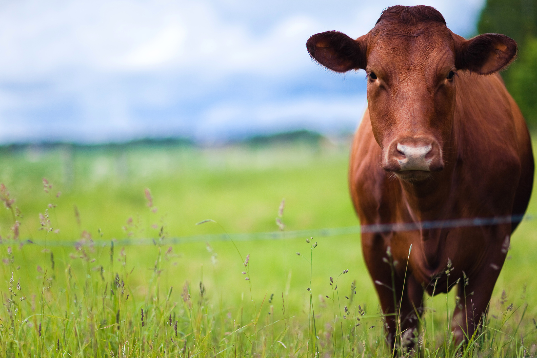 10 Cattle Facts that Will Impress Your Friends | Kansas Living Magazine