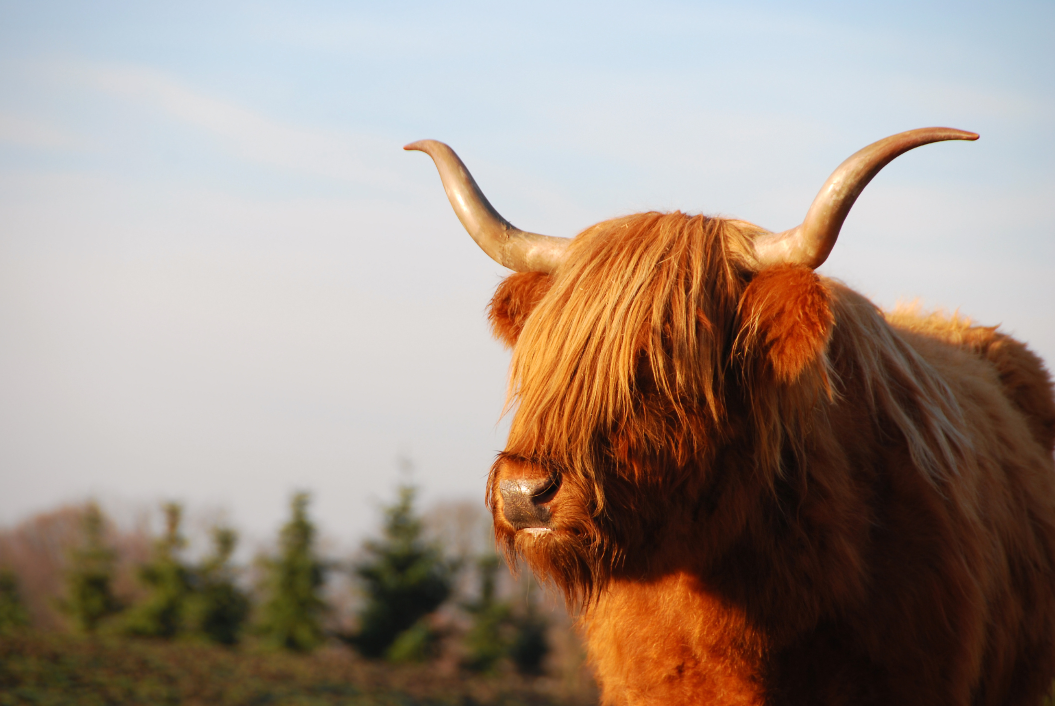 Highland cattle: Ancient breed makes big comeback