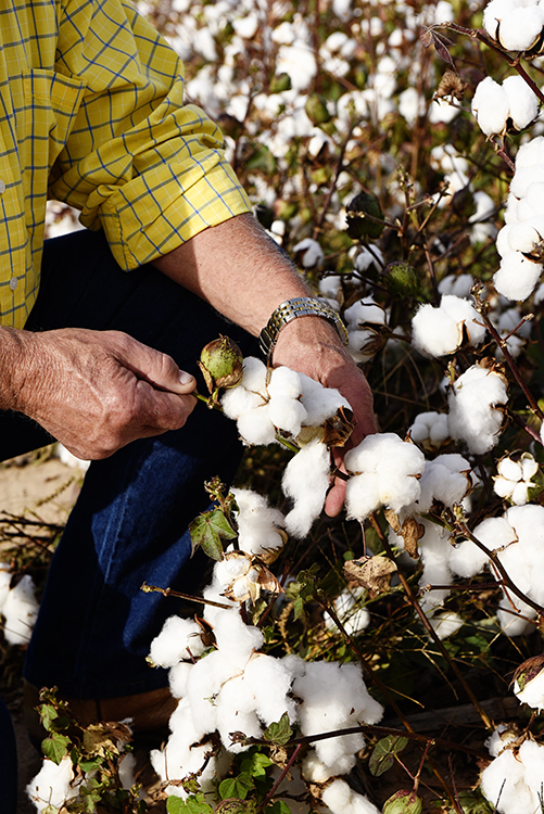 Growing cotton in Kansas Kansas Living Magazine