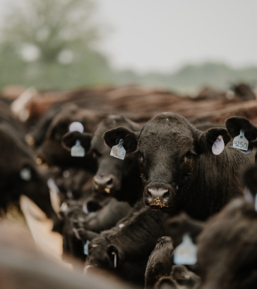 cattle_sheridan