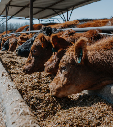 cattle id