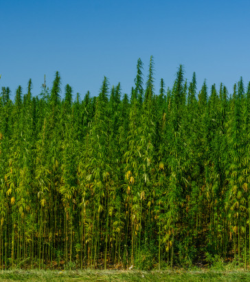 hemp 2025