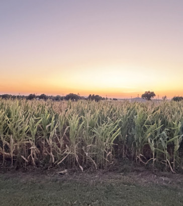 Tipton corn maze_header