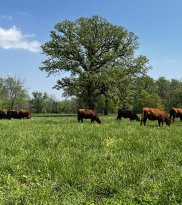 cattle and sustainability brandi