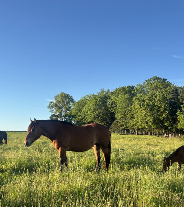 red rock guest ranch_horse
