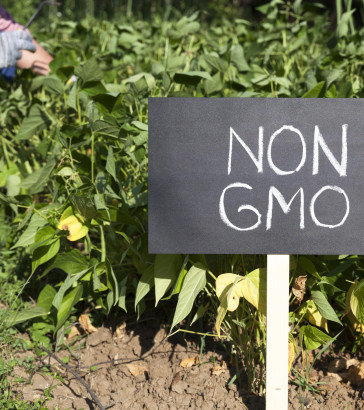 what is non gmo food non gmo food