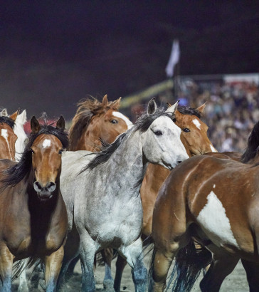 running_of_the_mares.jpg