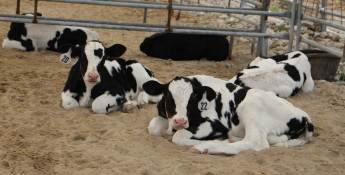 Dairy cows in sand