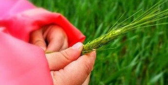 wheat head in hands