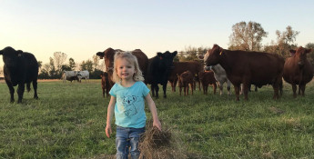 Brandi&#039;s daughter with cattle