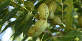 Pecans