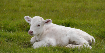 calf in grass