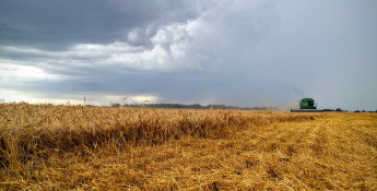 combine in wheat field