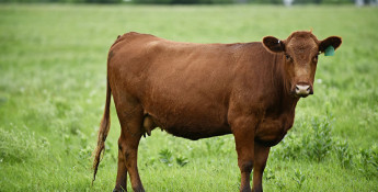 Satchel Creek cow