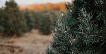 Christmas tree farms in Kansas