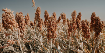 farming and ranching in kansas