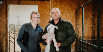 simon sheep_stephen and sarah