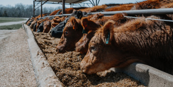 cattle id