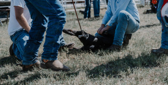 branding_cattle ranches in kansas