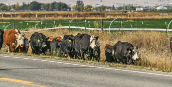 Cattle Near Road