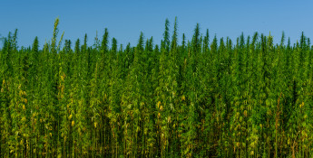 hemp 2025