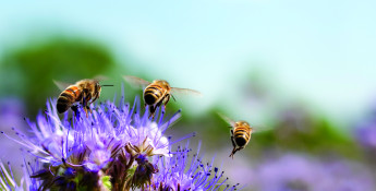 Bees on Purple Flowers