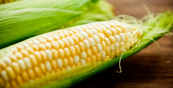 sweet corn on the cob