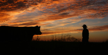 cattle rancher