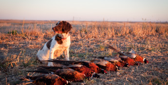 pheasant hunting in kansas
