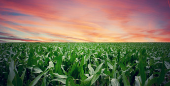 corn field