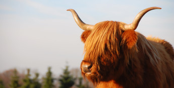 Highland cow