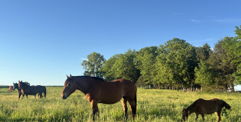 red rock guest ranch_horse