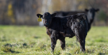 calf on grass