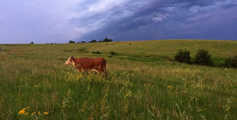 cow in pasture grass