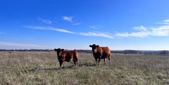 brandi buzzard_barriers 