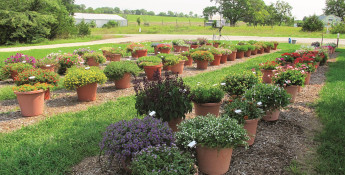 Potted Produce | Kansas Living