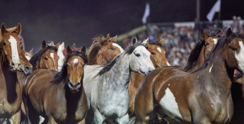 running_of_the_mares.jpg