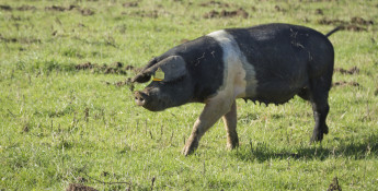 pig in pasture