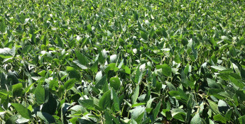 GMO soybean field