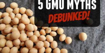 GMO myths debunked 