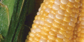 Sweet Corn with Lime