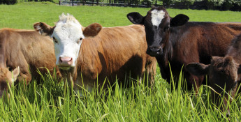 cows in field