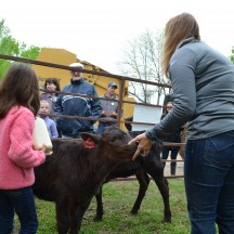 Day at the Ranch, bucket calves