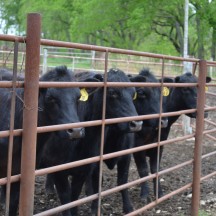 Day at the Ranch, cattle