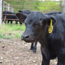 Day at the Ranch, cute calf