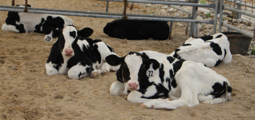 Dairy cows in sand