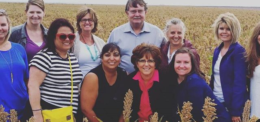 Kansas Sorghum Field