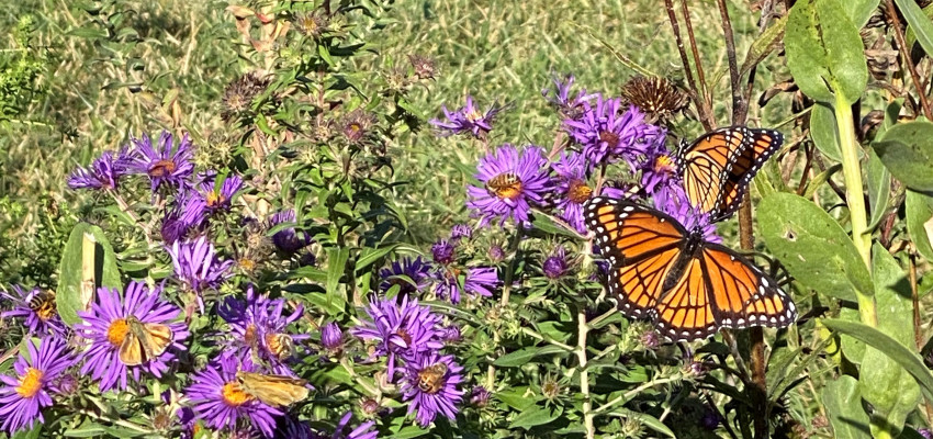 pollinator garden in kansas