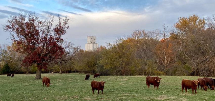 cows in field - brandi at high bar cattle company